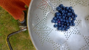 Backyard Blueberries